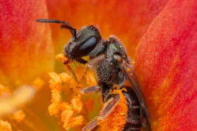 Lasioglossum (Homalictus) sp.