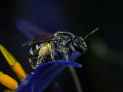 Lasioglossum (Chilalictus) sp.